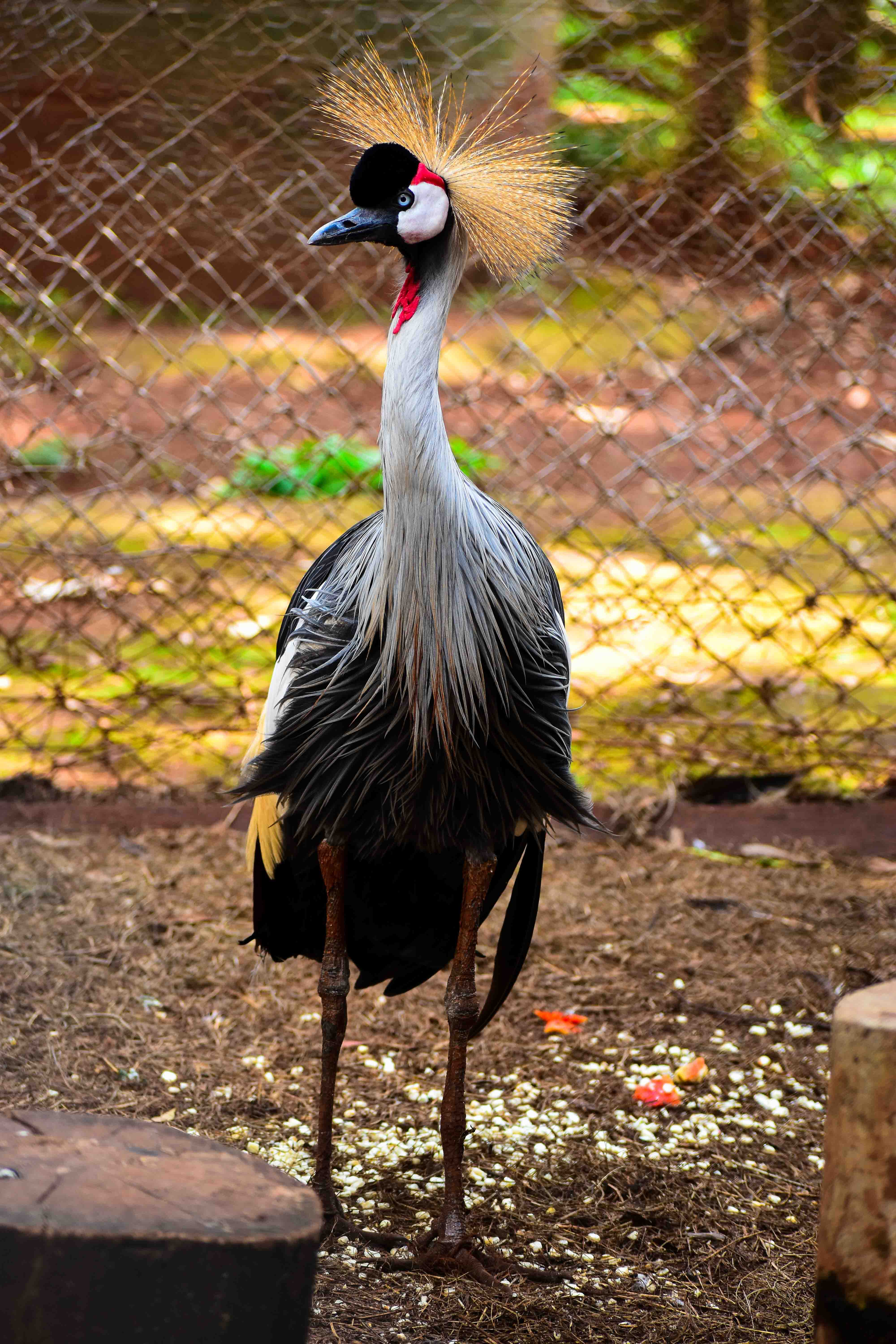 Hippopotamus in water with birds